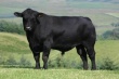 В Орловскую область ввезли больше 4 тысяч бычков из Австралии