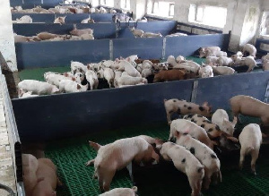 В рамках инвестиционного проекта КФХ «Комарова» завершает строительство свинокомплекса на пять тысяч голов