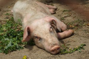 Случай заболевания африканской чумой свиней выявлен в Калининском районе Саратовской области