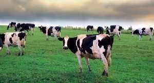 550 голов скота судебные приставы арестовали у фермера