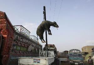 На омской границе задержали сто коров и быков