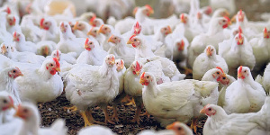 «ЕнисейАгроСоюз» собирается купить птицефабрику «Ясногорская»