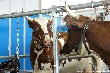 Сельское хозяйство Ленобласти наградили по заслугам Сельское хозяйство Ленобласти наградили по заслугам