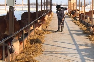 Ещё один производитель мраморной говядины появился в Алтайском крае