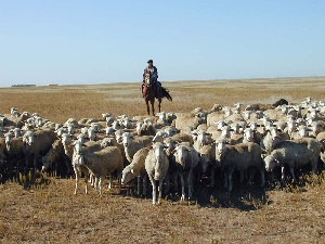 В Карагандинской области растет производства продукции животноводства