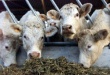 Калужские фермеры будут разводить бычков по австралийско-канадской системе