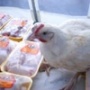 Импорт куриного мяса в Россию в феврале 2011 года существенно снизился