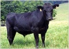 Из США в Брянскую область завезены более 5,5 тысяч голов скота