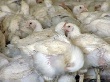 Липецкие производители мяса птицы накормят всю область