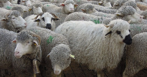 При системной поддержке потенциал овцеводства на Северном Кавказе вырастет на порядок