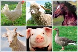Динамика средних цен на продукцию животноводства за период 22.08.2016 - 29.08.2016