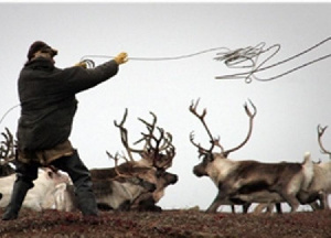 Власти Чукотки дополнительно направят 25 млн рублей оленеводам и морским зверобоям