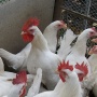 СА с ЕС не ограничивает содержание птицы в личных хозяйствах - Госветфитослужба