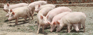 Производство свиней за январь-май 2020 года увеличилось на 11,6%
