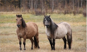 На Ямале могут появиться якутские лошади