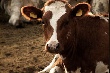 В Кукморском районе РТ наращиваются темпы в мясном и молочном скотоводстве
