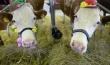 Росстат: Производство продукции АПК в феврале выросло на 3,2%