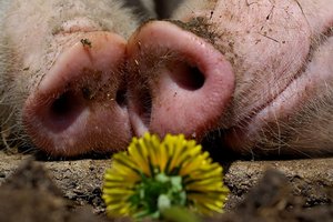 У свинокомплексов Бурятии есть шанс попасть со своей продукцией на гигантский рынок Китая