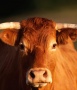 На развитие мясного скотоводства Ингушетия в 2014 году получит более 4 млн рублей