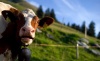 В племенных хозяйствах Татарстана прочипировано более 30 тысяч коров