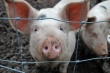 В Волгоградскую область из-за АЧС запрещен ввоз свинины из трех областей