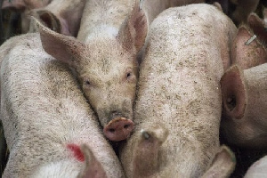«Мираторг» оштрафуют за самовольное строительство свинокомплексов