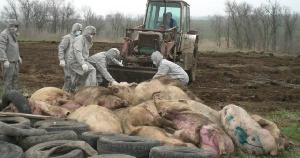 В Приморье сумма компенсации за изъятых свиней превысит 40 млн рублей