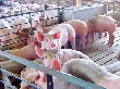 Краснодарский край: возрождение свиноводства возможно через строительство мегаферм