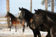 В Свердловской области возрождается коневодство