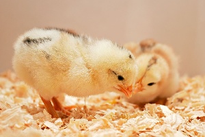 В Вологодскую область прибыли цыплята из Нидерландов.