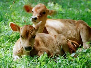 Востребованность амурского мяса и молока в России и за рубежом просчитают чиновники Приамурья