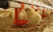 Агрохолдинг "Балаковский" намерен увеличить производство курятины