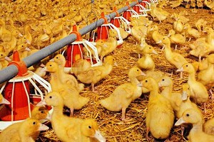 Граждане Украины пытались незаконно переправить в Россию 2,5 тысячи утят Граждане Украины пытались незаконно переправить в Россию 2,5 тысячи утят