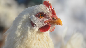 «Новосибирская птицефабрика» отправила крупную партию куриных лап в Китай