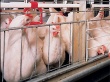 Власти прогнозируют увеличение производства мяса птицы в Красноярском крае