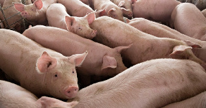 В США прорабатывают сценарии эпидемии африканской чумы свиней