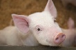 Туши зараженных свиней в Волгоградскую область попали из соседнего региона