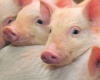 Средний показатель численности поголовья свиней в России увеличился