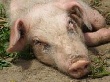 В Украине запретили российских свиней