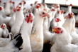 Россельхознадзор ограничил ввоз живой птицы и птицеводческой продукции из Польши