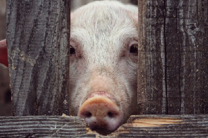 ГК «АГРОЭКО» ввела в строй свиноводческий комплекс за 1 млрд рублей