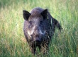 Белгородские производители свинины предпринимают все возможные меры по недопущению распространения вируса АЧС на территории Белгородской области