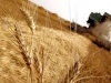 На развитие АПК власти Самарского региона направят более 4,5 млрд руб.