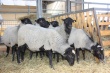 Урмарский фермер сделал ставку на романовских овец