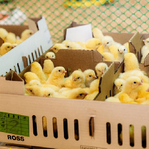 На свердловской птицефабрике снова образовались долги по зарплате