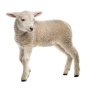 Ученые Северного Кавказа намерены на четверть увеличить мясную продуктивность овец