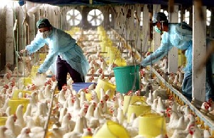 Мексика ввела ограничения на поставку американской птицы из-за птичьего гриппа
