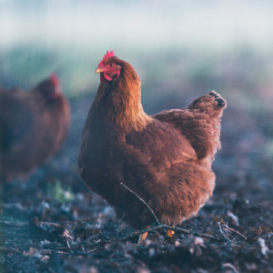 Французские птицеводы оказались на грани разорения из-за украинской курятины