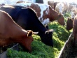 Две трети поголовья крупного рогатого скота в Зауралье отнесли к "элите" и "элите-рекорд"