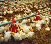 Поголовье птицы и производство яиц в Мурманской области сократилось